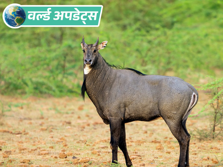 বিশ্ব আপডেট: ভারত-পাকিস্তান উপদ্বীপে নীলগাই নিহত, 12 জনের বিরুদ্ধে মামলা দায়ের