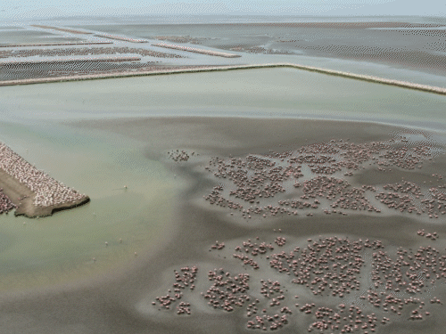 साइबेरिया, ईरान और यूरोप के ठंडे प्रदेशों से फ्लेमिंगो कच्छ के रण में हर साल सर्दियां बिताने आते हैं। - Dainik Bhaskar