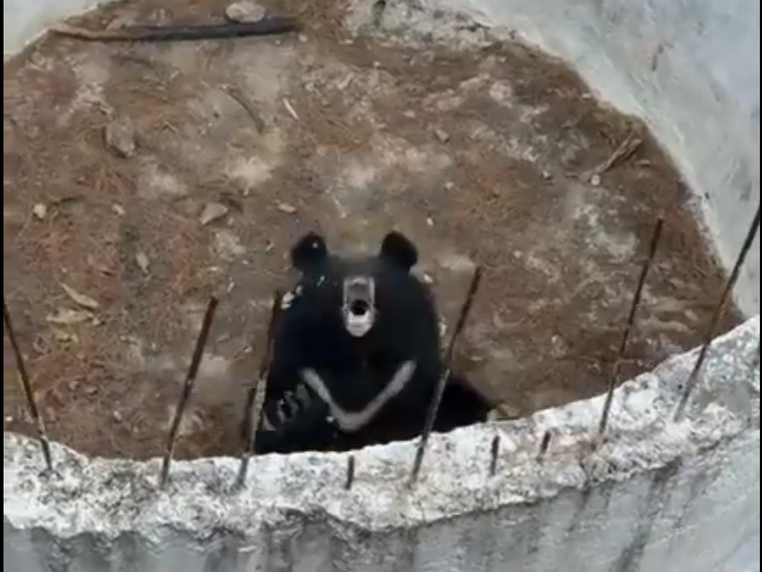 ग्रामीणों ने इसकी सूचना वन की टीम को दे दी है।