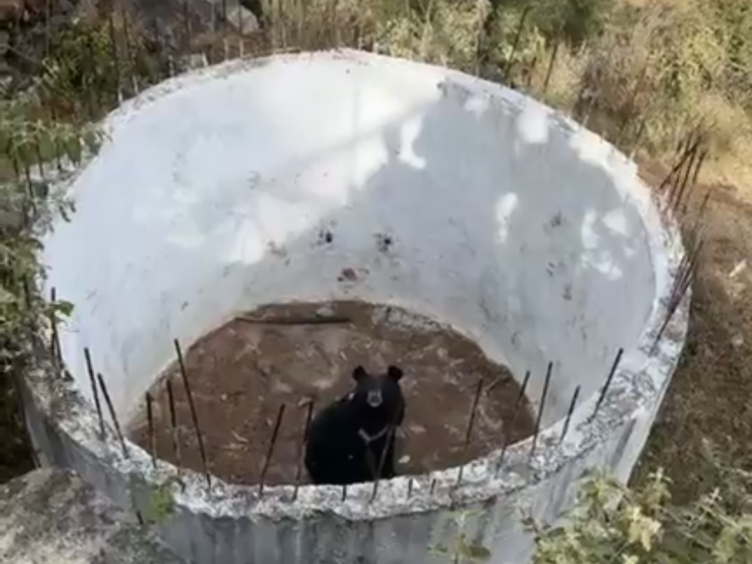 टैंक में फंसा भालू।