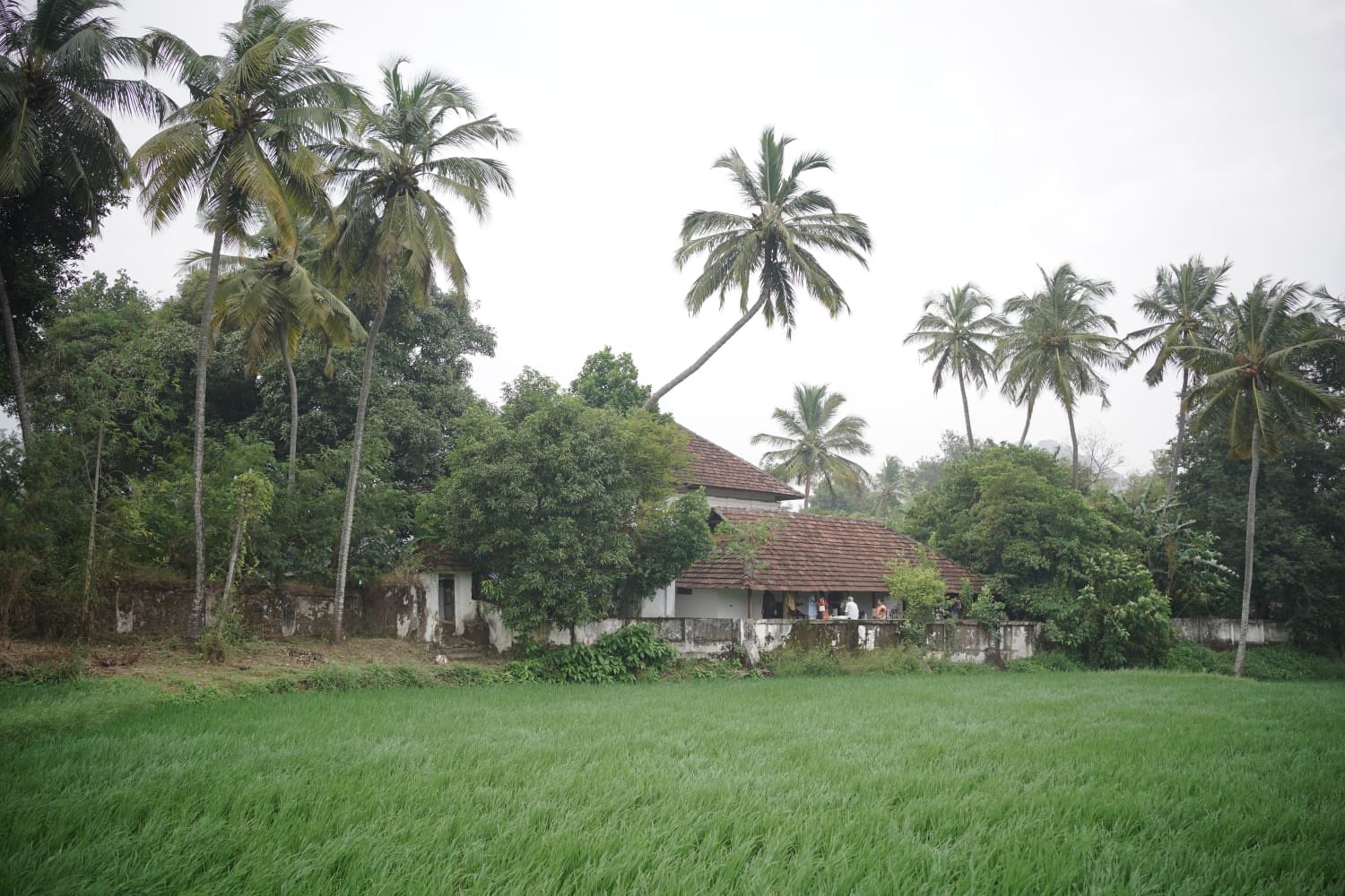 थरूर की पोस्ट- वेस्टर्न घाट की तलहटी में एलावनचेरी गांव में नारियल के पेड़ों और धान के खेतों के पीछे बसे हमारे 240 साल पुराने पुश्तैनी घर की एक झलक।
