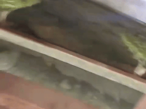 सफेद टैंट वाली जगह, यहीं से फायरिंग की आवाज सुनाई दे रही थी।