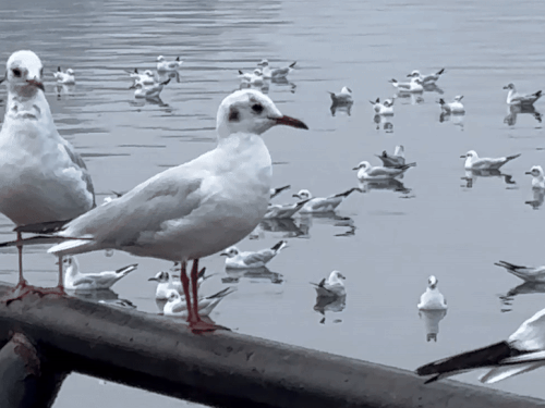 जिन जगहों पर पारा 4 से 5 डिग्री तक पहुंचेगा, वहां पाला पड़ने की आशंका भी है।