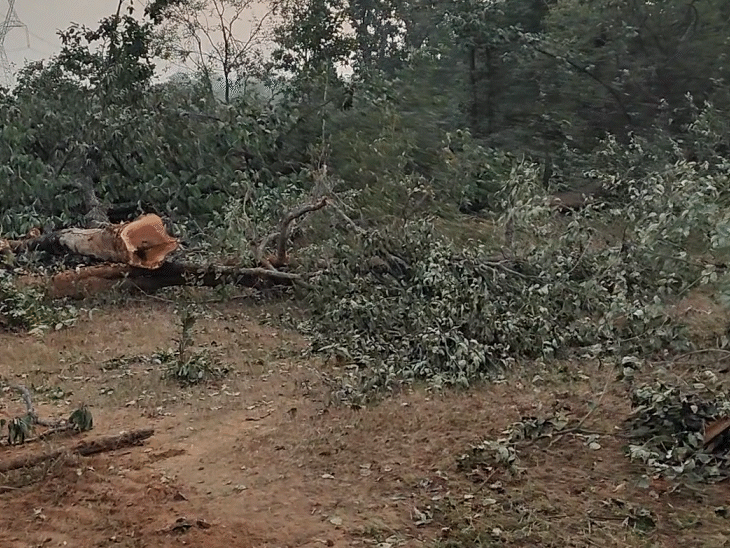 दिन के उजाले में नजर आता है कि किस अंधाधुंध तरीके से पेड़ों को काटा जा रहा है।