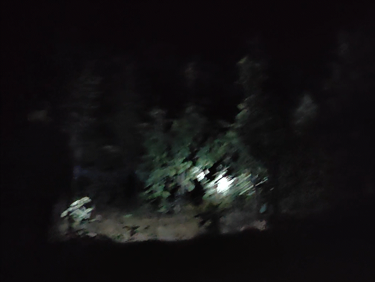 भास्कर रिपोर्टर 15 किमी पैदल चलकर उस गांव में पहुंचा जो जंगल में ही है और यहां पेड़ों की कटाई हो रही है।