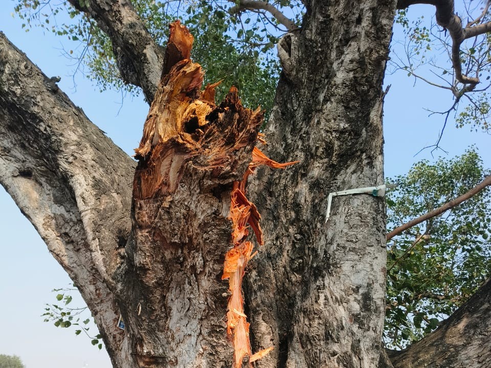 Elderly man dies after tree branch falls on him in Dumarkola