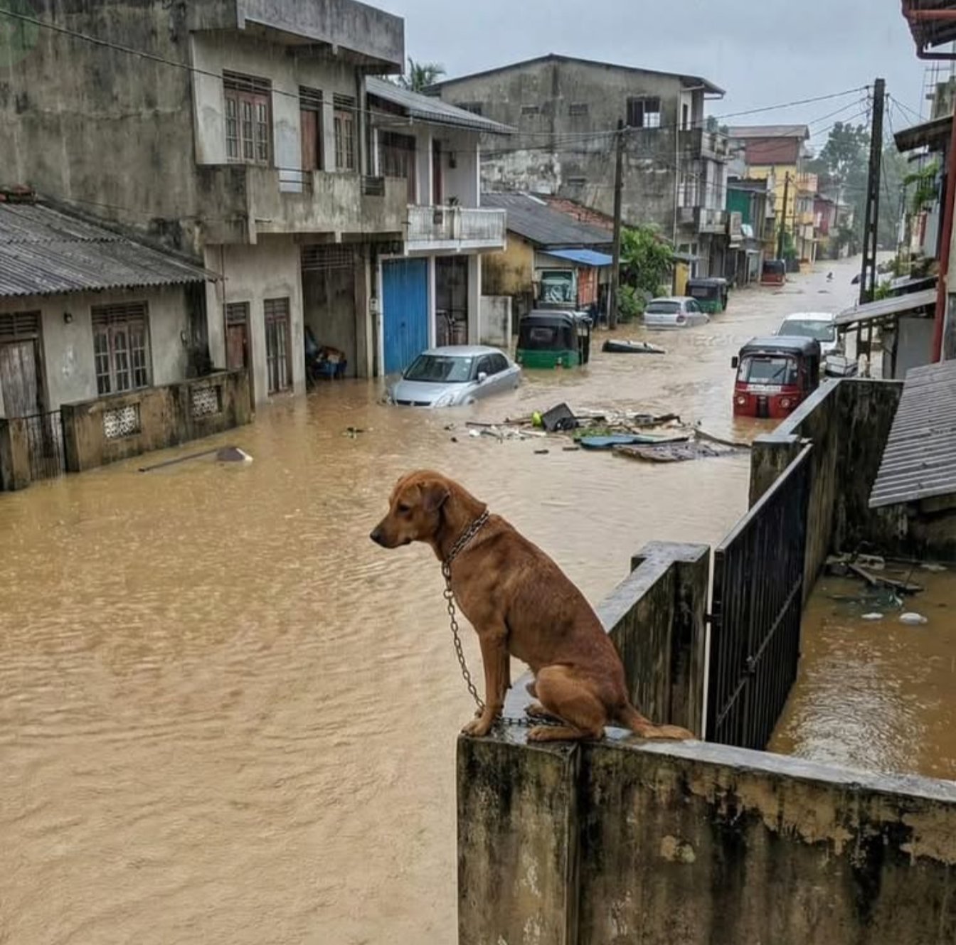 बाढ़ से श्रीलंका में 11 लाख से ज्यादा लोग और हजारों जानवर प्रभावित हुए हैं।