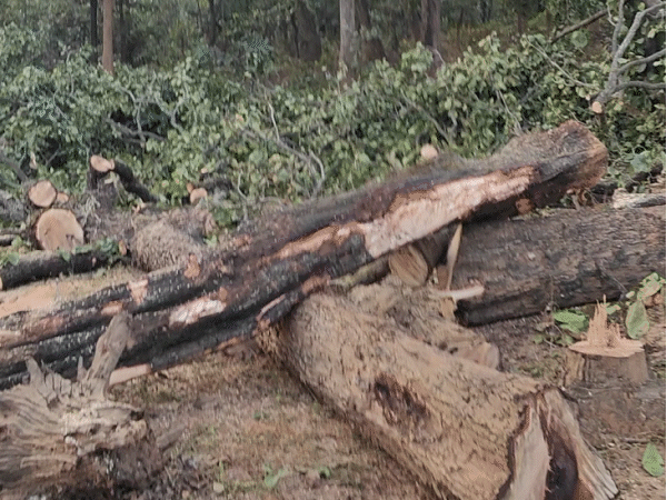 भास्कर रिपोर्टर ने रात 3 बजे से सुबह 7 बजे तक जंगल का 8 किमी का इलाका देखा। चारों तरफ कटे हुए पेड़ थे।
