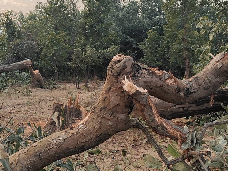 जो पेड़ काटे जा रहे हैं वो कई साल पुराने हैं। उनकी जगह दूसरे जिलों में वृक्षारोपण होगा।