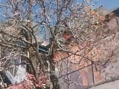 कोटखाई के बड़वी गांव में रिहायशी घरों में भड़की आग।