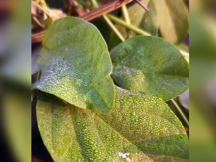 गुमला में सुबह पत्तों पर गिरे ओस की बूंदें।