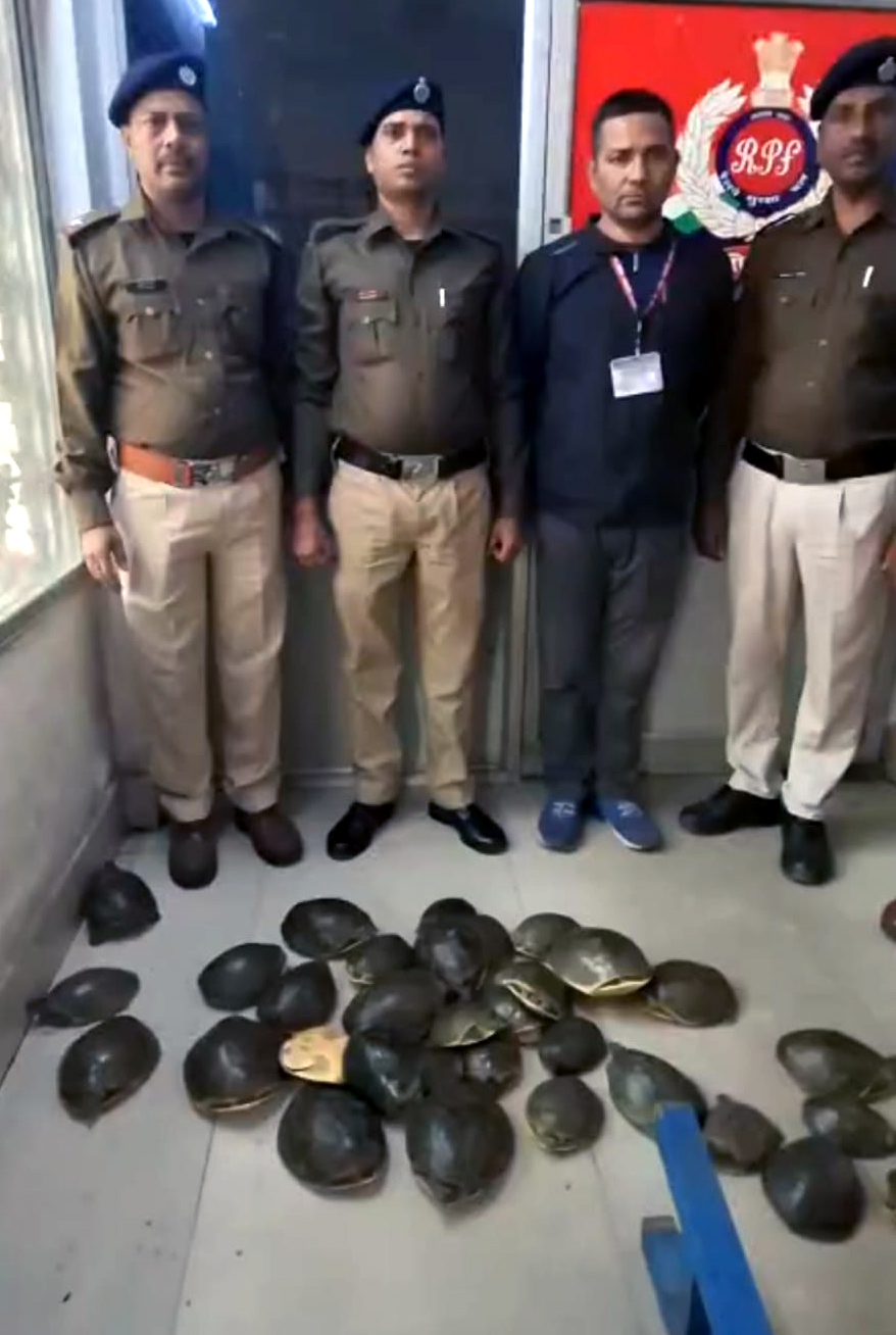 आरपीएफ ने कछुओं को वन क्षेत्र पदाधिकारी, धनबाद को सौंप दिया।