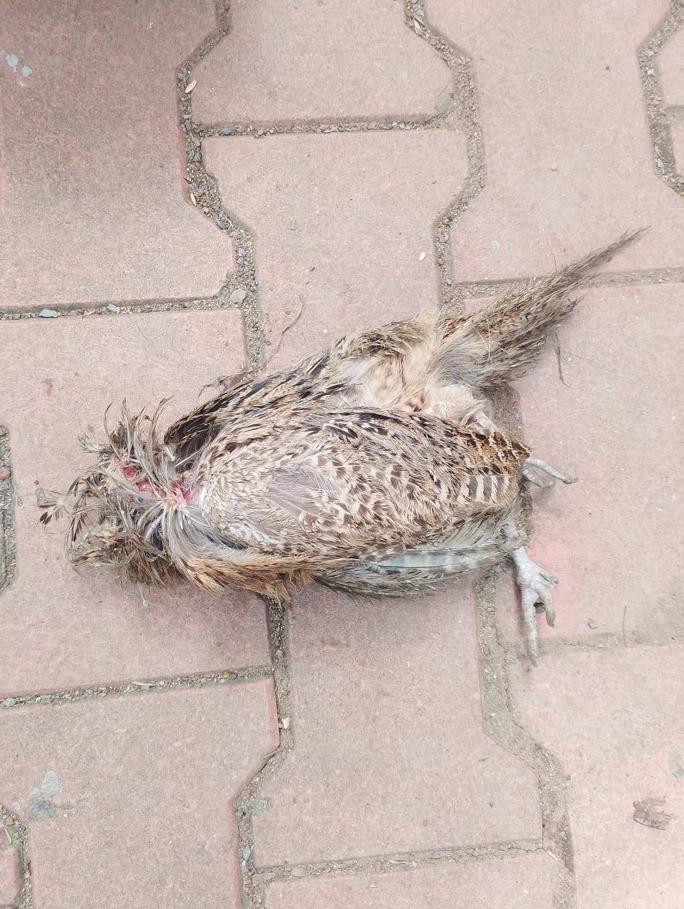 कई पक्षियों की मौत चूहे के काटने से हुई