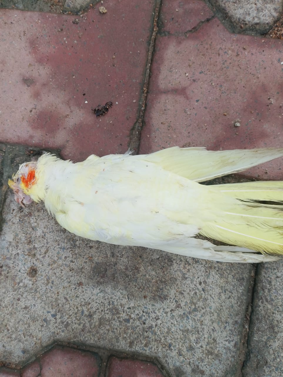 चूहे के काटने से हुई पक्षी की मौत