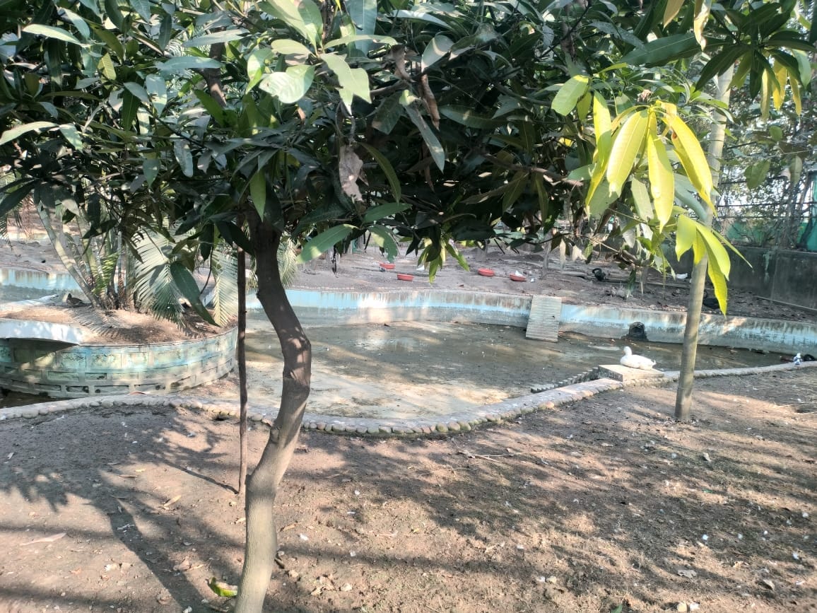 नंदनवन में पक्षियों को न दाना मिल पा रहा है न पानी