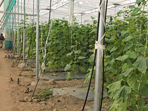 मुकेश सिंह राजपुरोहित हर दूसरे दिन खेत से 1500 किलो खीरे तोड़ रहे हैं। इससे 25 से 30 हजार रुपए की इनकम हो रही है।