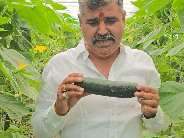 किसान मुकेश ने बताया कि खेत से 500 से 600 ग्राम तक का खीरा मिल रहा है।