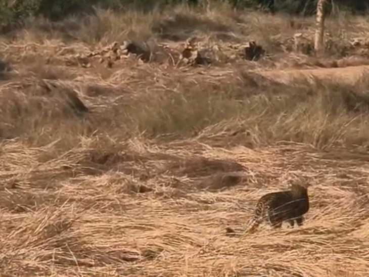 रिलीज ही चीता ने जंगल की ओर दौड़ लगा दी।