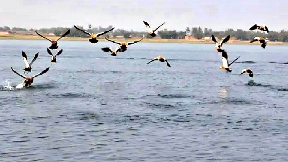 गिरिडीह के खंडोली डैम में पहुंचे साइबेरियन पक्षी। ये दिसंबर से फरवरी तक यहां ठहरते हैं।