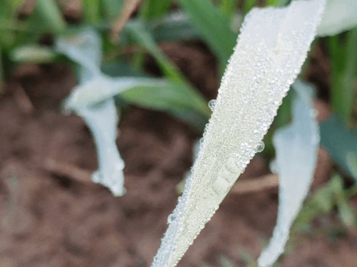 सीकर में गुरुवार को फसलों पर ओस की बूंदें जम गईं। पत्तों पर बर्फ की एक पतली परत दिखाई दी।