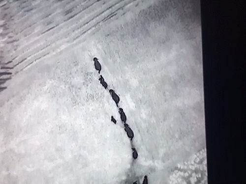 इन हाथियों से 4 गांव प्रभावित है। यहां कई किसानों की फसलों को नुकसान पहुंचा चुके है।