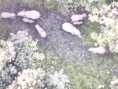 हाथियों के झूंड में बेबी एलीफेंट भी शामिल है।