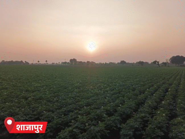 मध्य प्रदेश के अशोकनगर, शाजापुर सहित कई इलाकों में सुबह और शाम कोहरे का असर जारी है।