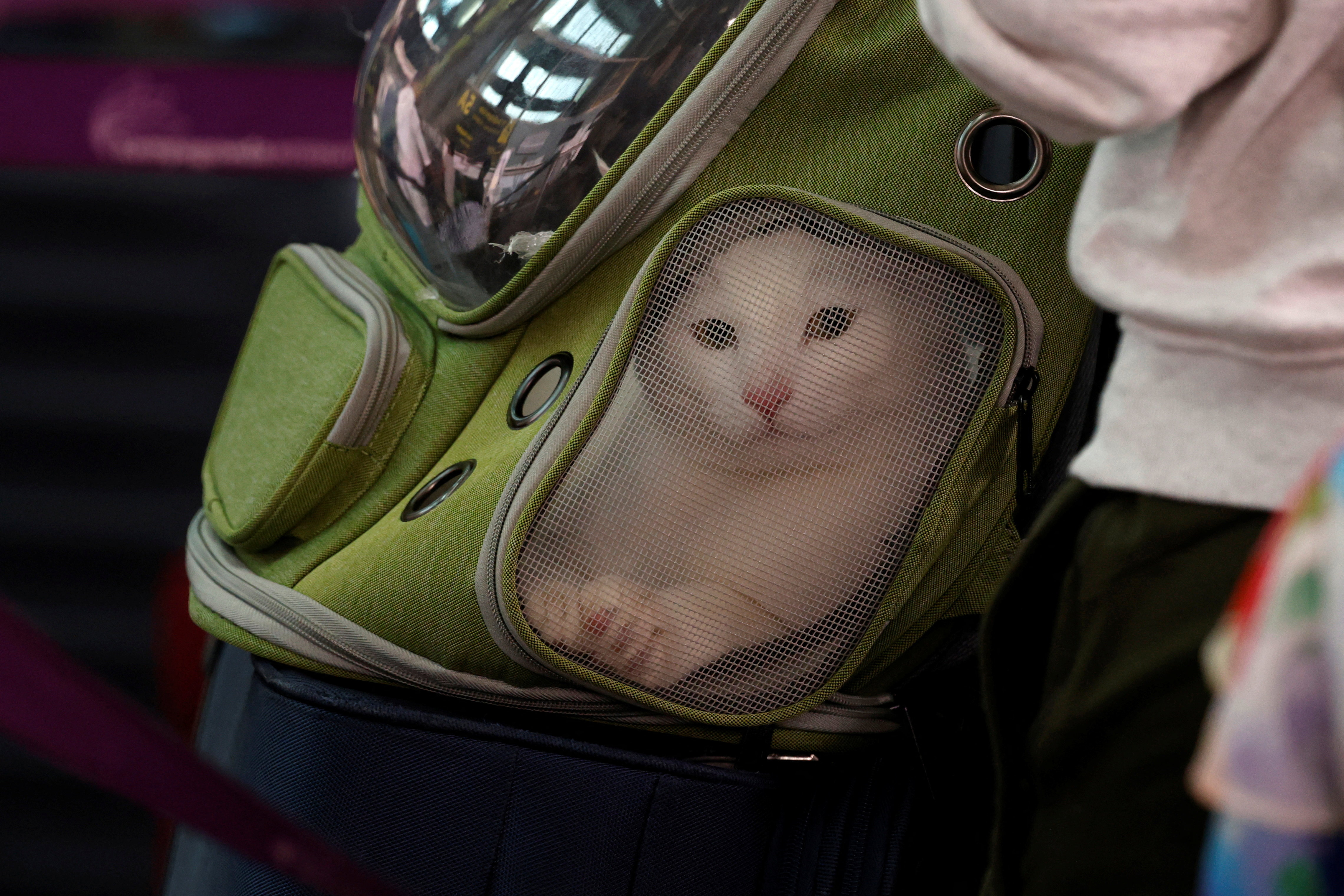 बेंगलुरु एयरपोर्ट पर एक यात्री अपनी पालतू बिल्ली को बैक-पैक में लेकर लाइन में खड़ी दिखी।