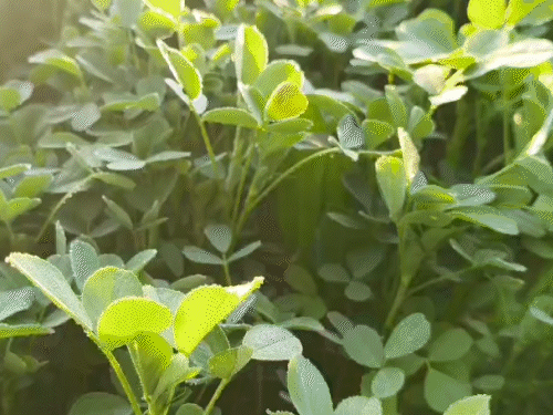 सीकर जिले के ग्रामीण इलाकों में लगातार कई दिनों से खेतों में फसलों पर ओस की बूंदें जम रही हैं।