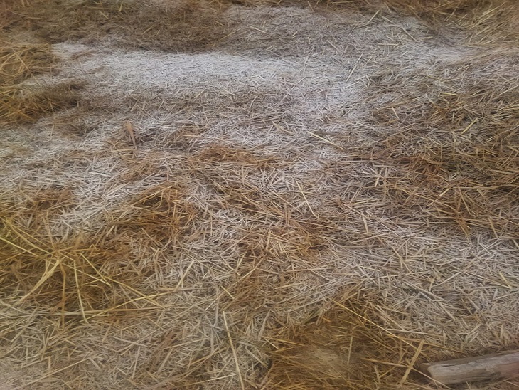 मैनपाट में पैरावट में ओस की बूंदें जमकर बर्फ बन गई हैं।