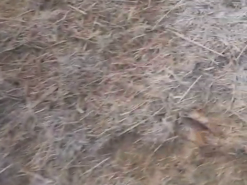 मैनपाट में पैरावट में ओस की बूंदें जमकर बर्फ बन गई।