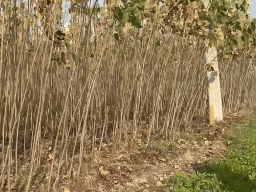 पॉपुलर की नर्सरी में लाश मिलने की सूचना पर पहुंची पुलिस जांच करते हुए।