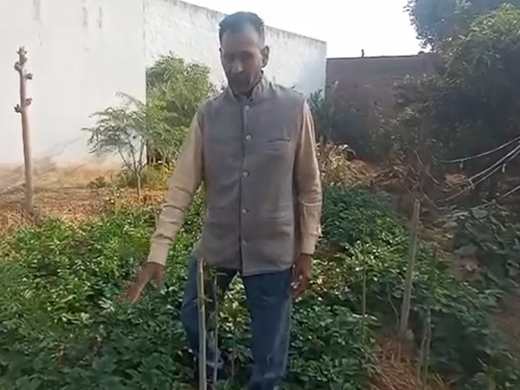 यमुनानगर में प्राकृतिक खेती से सालाना 5 लाख कमाई:  किसान घर पर ही तैयार करते हैं कीटनाशक; 3000 रुपए किलो बेच रहे मोरिंगा पाउडर – Yamunanagar News