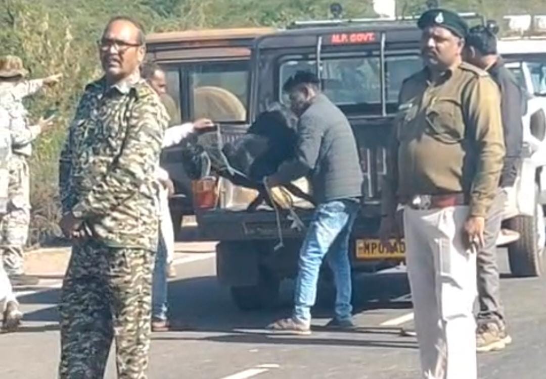 जंगल में छुपे मृतक शावक के भाई को पकड़ने के लिए बकरा लेकर खड़ा फॉरेस्ट विभाग कर्मचारी