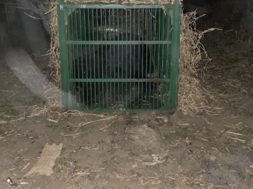 रामपुर की डांसा पंचायत में पिंजरे में फंसा भालू।