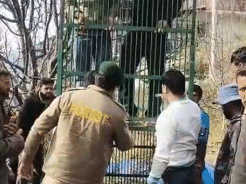 शिमला के रामपुर में पिंजरे में फंसा भालू।