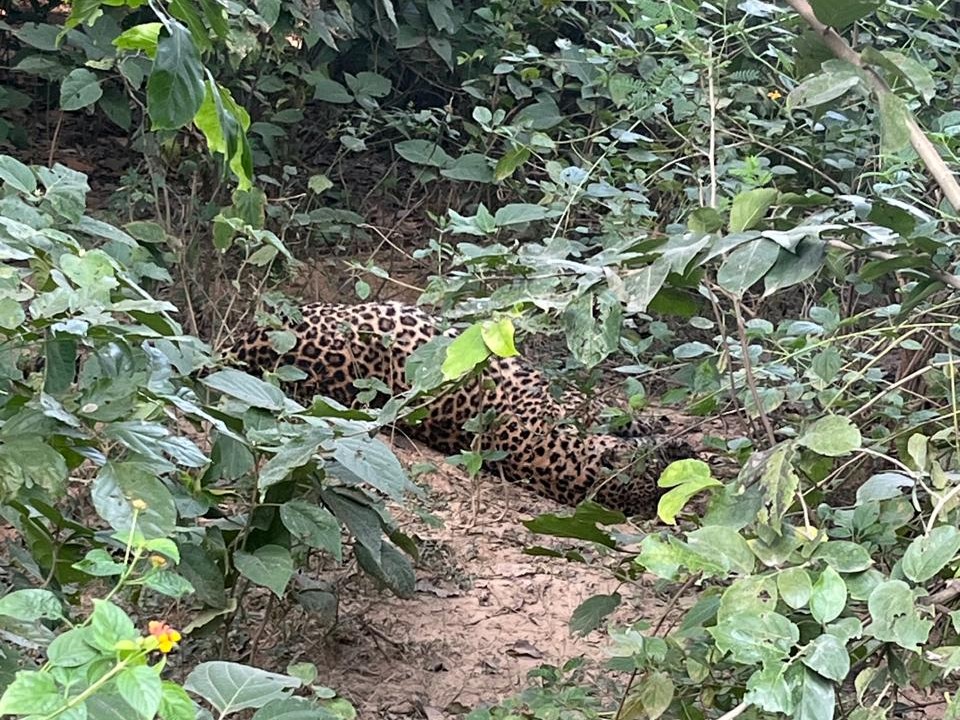 The cause of death of the leopard is not clear in the post-mortem report.