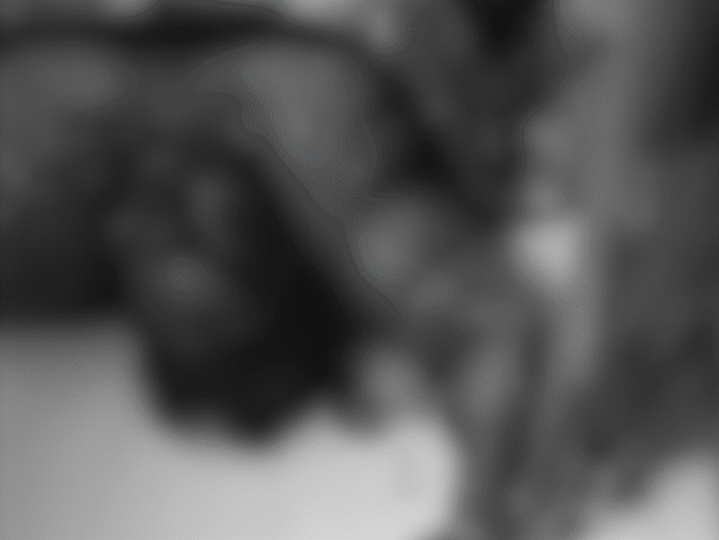 शव पांच दिन पुराना हो चुका था, उसमें से बदबू आ रही थी। - Dainik Bhaskar