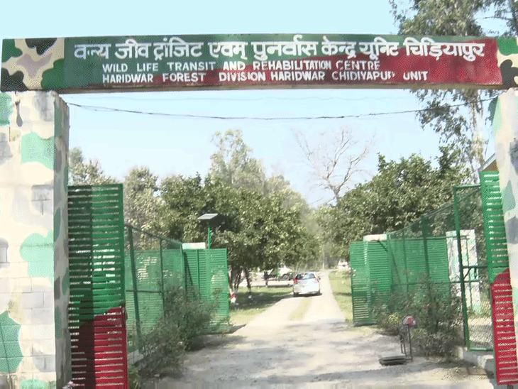 वर्तमान में रेस्क्यू सेंटर में 21 गुलदार मौजूद हैं।