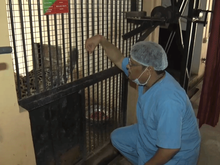 इनकी देखभाल के लिए वेटरनरी डॉक्टरों की टीम मौजूद रहती है।