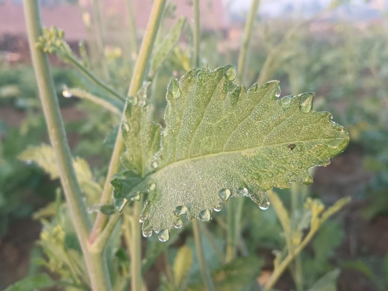 राजस्थान: अलवर शहर के नजदीक ग्रामीण इलाके में फसलों पर ओस जमी नजर आई।