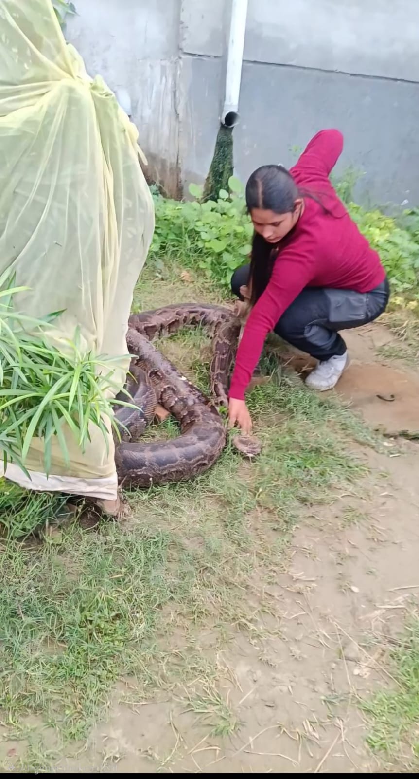 The story of the snake and crocodile catcher, 18-foot python captured ...