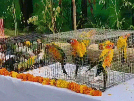 मुकुंदपुर व्हाइट टाइगर सफारी में पक्षियों की डाइट बदल गई है।