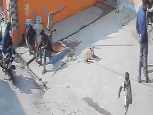 जैसे बच्चे कुत्ते के पास पहुंचा कुत्ते ने हमला कर दिया।