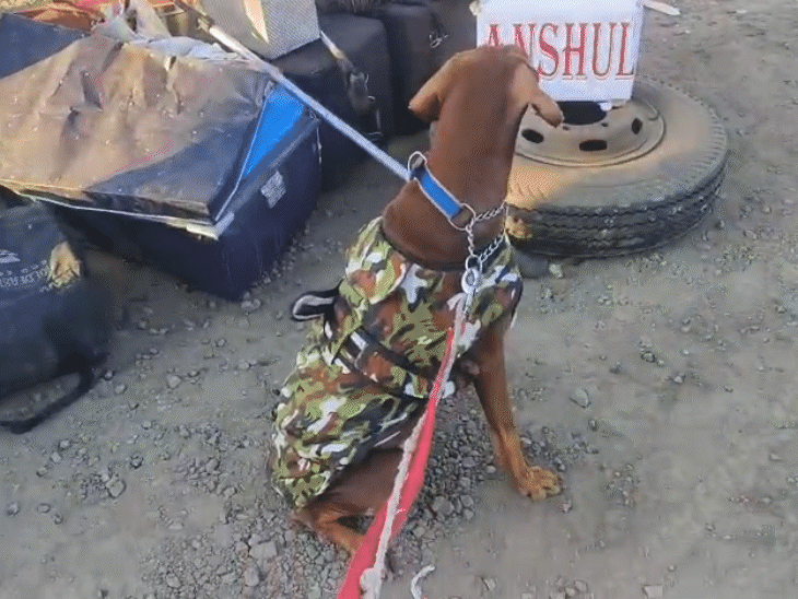 पुलिस टीम के साथ वाहन में सवार डॉग पूरी तरह सुरक्षित है।