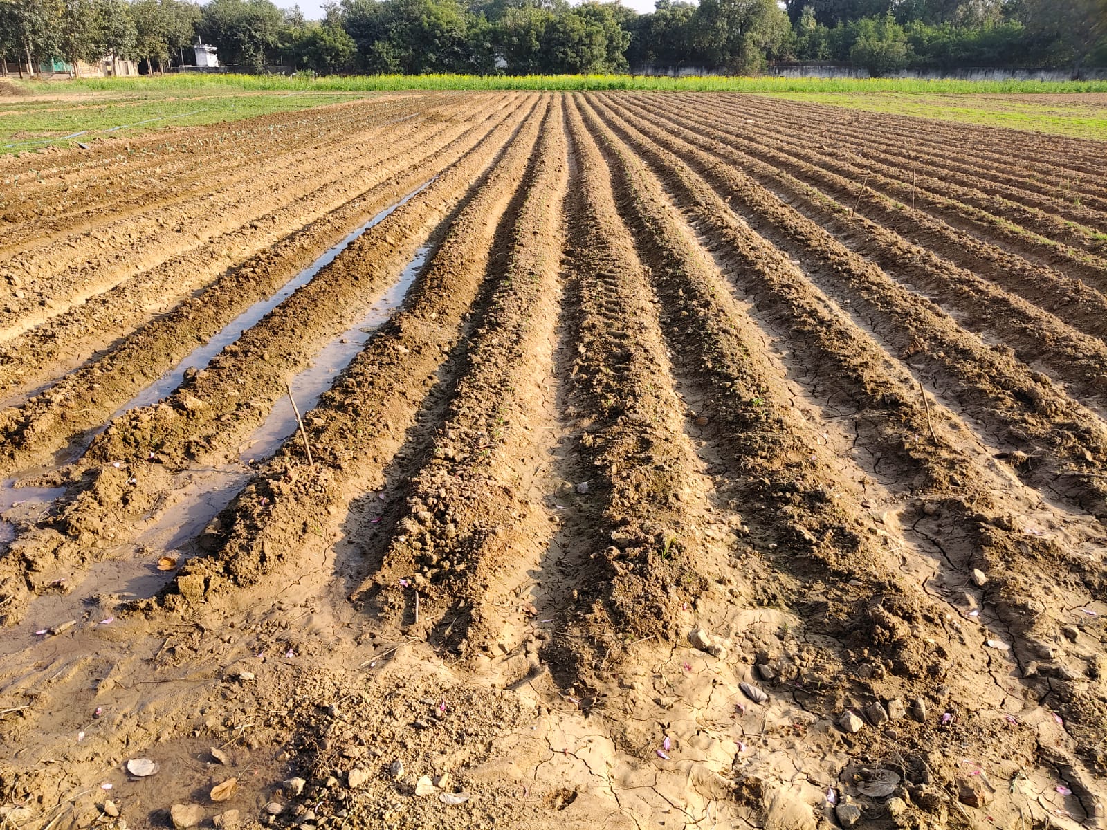 अच्छी मिट्टी में 5% ऑर्गेनिक कार्बन होना चाहिए।