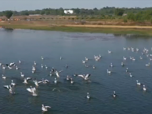 साइबेरियन पक्षी खंडोली के शांत और स्वच्छ जलाशय में पनाह ले रहे हैं।