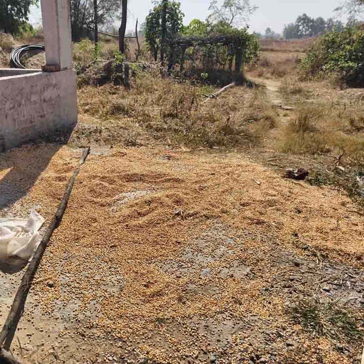 हाथियों ने ग्रामीणों का मकान तोड़ा:  धान और सब्जियों को भी पहुंचाया नुकसान, प्रभावित गांव में कराई गई मुनादी – Raigarh News