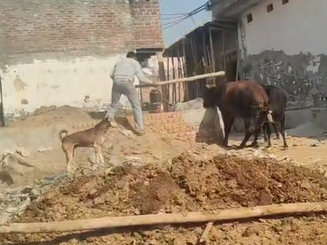 युवक ने नंदी पर बल्ली से किए वार।