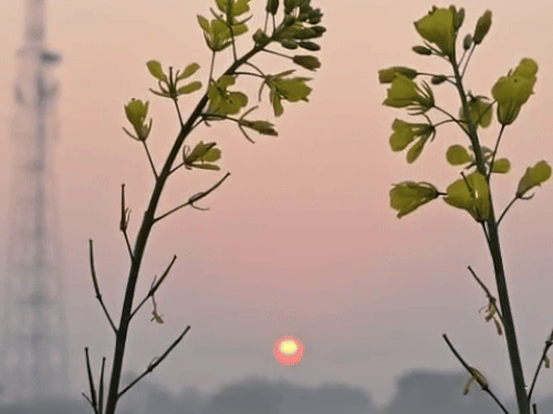 सोनीपत में आज सुबह हल्की धूप खिली। गुरुवार को यहां 5 डिग्री तापमान दर्ज किया गया।